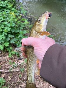 Barbel
