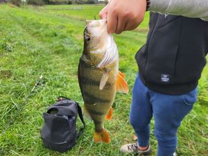European Perch