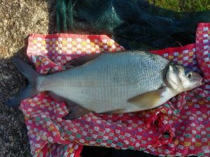 Common Bream