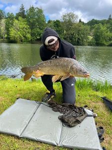 Common Carp