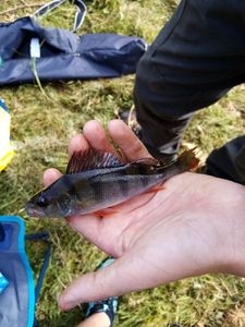 European Perch