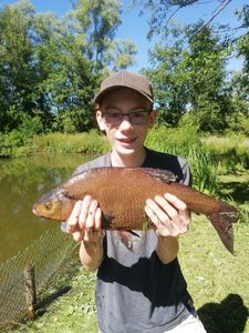 Common Bream
