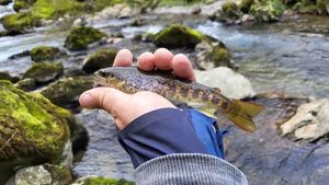 Brown Trout