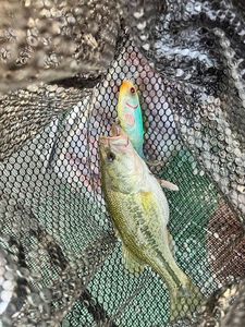 Smallmouth Bass