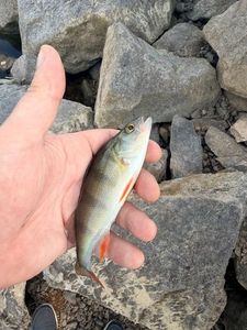 European Perch