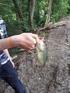 Largemouth Bass