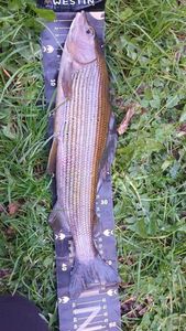 Grayling