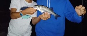 European Bass (Seabass)