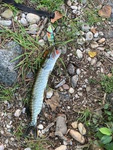 Northern Pike