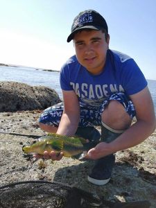 Ballan Wrasse