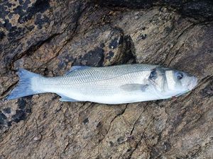 European Bass (Seabass)