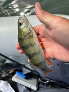 European Perch