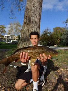 Common Carp