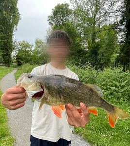 European Perch