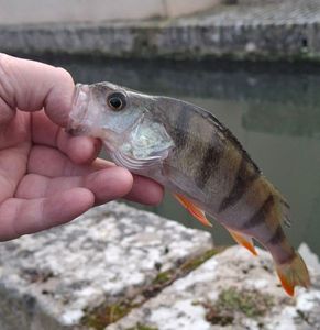 European Perch