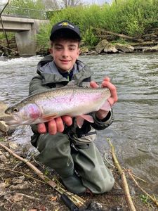Rainbow Trout