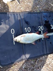 Prussian Carp