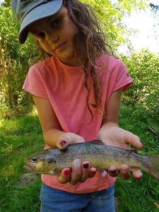 Brown Trout