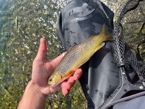 Brown Trout