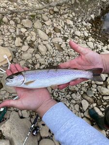 Rainbow Trout