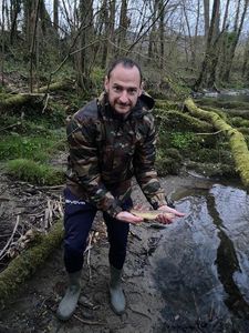 Brown Trout