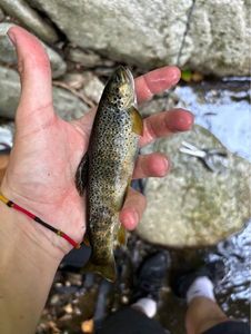 Brown Trout