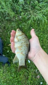 Crucian Carp