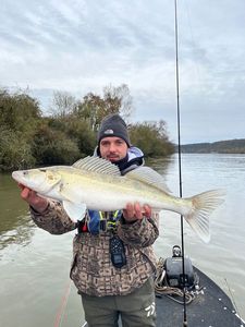 Zander