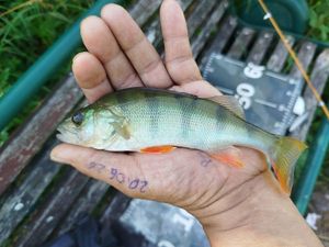European Perch