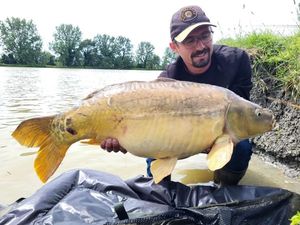 Mirror Carp