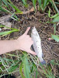 Rainbow Trout