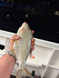 Common Bream