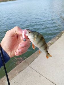 European Perch