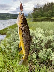 Brown Trout