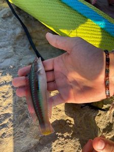 Mediterranean Rainbow Wrasse
