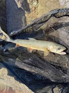 Arctic Char