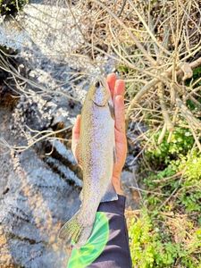 Rainbow Trout