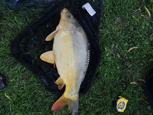 Mirror Carp
