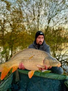 Common Carp