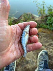 Gudgeon