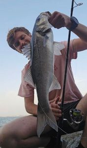 European Bass (Seabass)