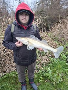 Zander