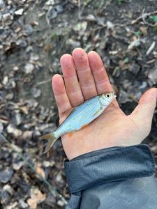 Roach