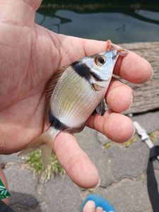 Common Two-banded Seabream