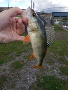 European Perch