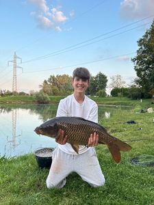 Common Carp