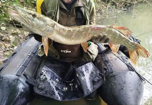 Northern Pike
