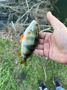 European Perch