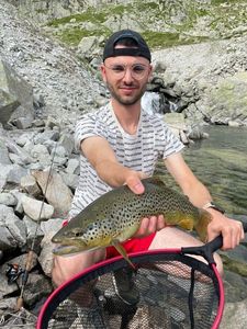 Brown Trout