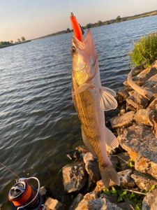 Zander